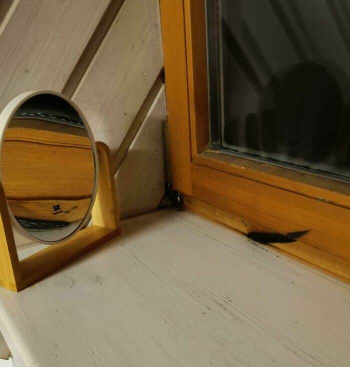 Wild Shots Of Risky Situations