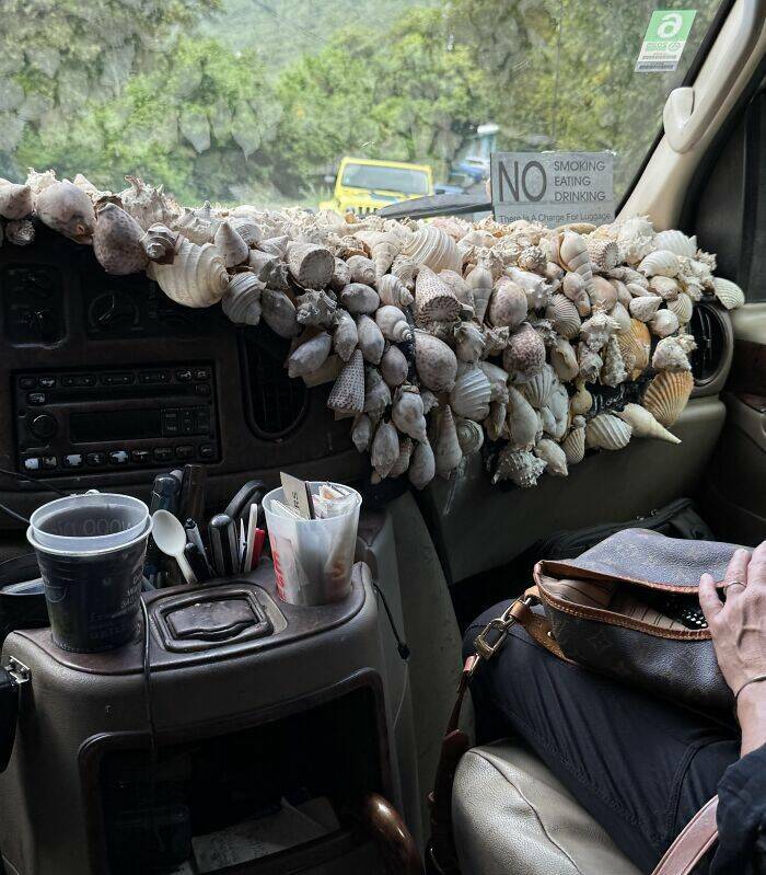 Wild Shots Of Risky Situations