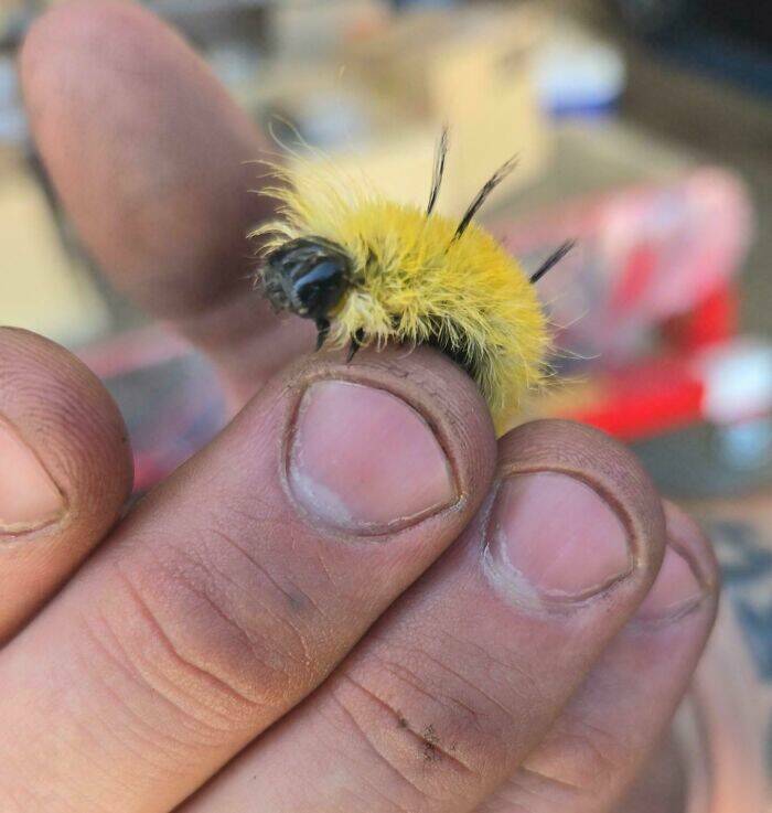 Wild Shots Of Risky Situations