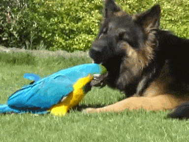 Daily Gifdump Daily Gifdump