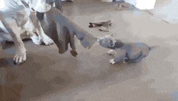 Daily Gifdump Daily Gifdump