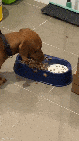 Daily Gifdump Daily Gifdump