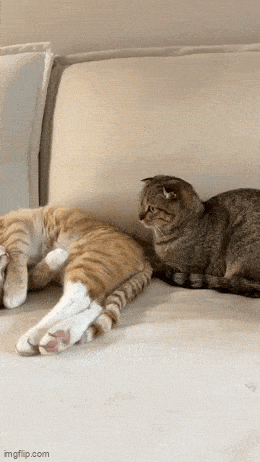 Daily Gifdump Daily Gifdump