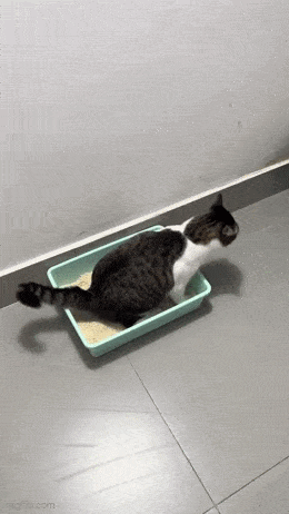 Daily Gifdump Daily Gifdump