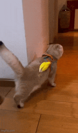 Daily Gifdump Daily Gifdump