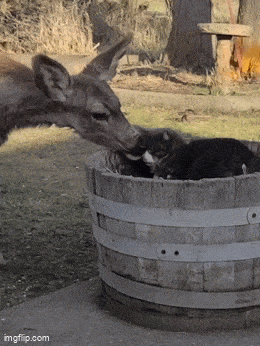 Daily Gifdump Daily Gifdump