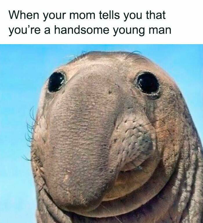 Certified Goofy With A Side Of Sarcasm