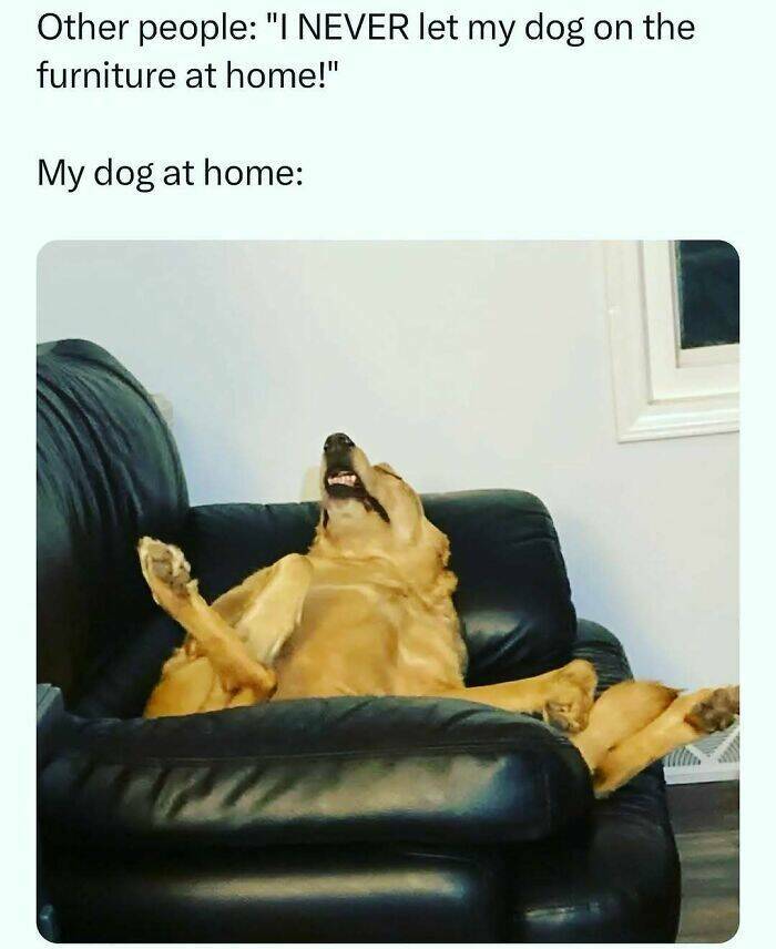 Certified Goofy With A Side Of Sarcasm