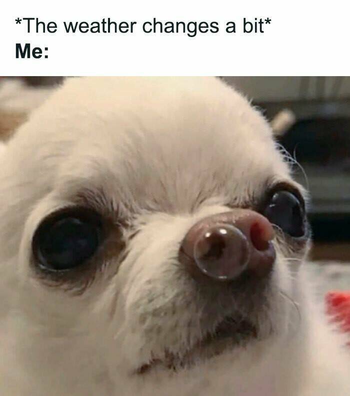 Certified Goofy With A Side Of Sarcasm