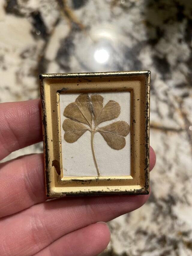 Mild Curiosities You Didn’t Know You’d Enjoy