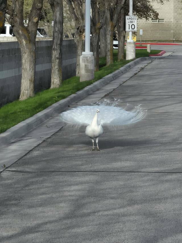 Mild Curiosities You Didn’t Know You’d Enjoy