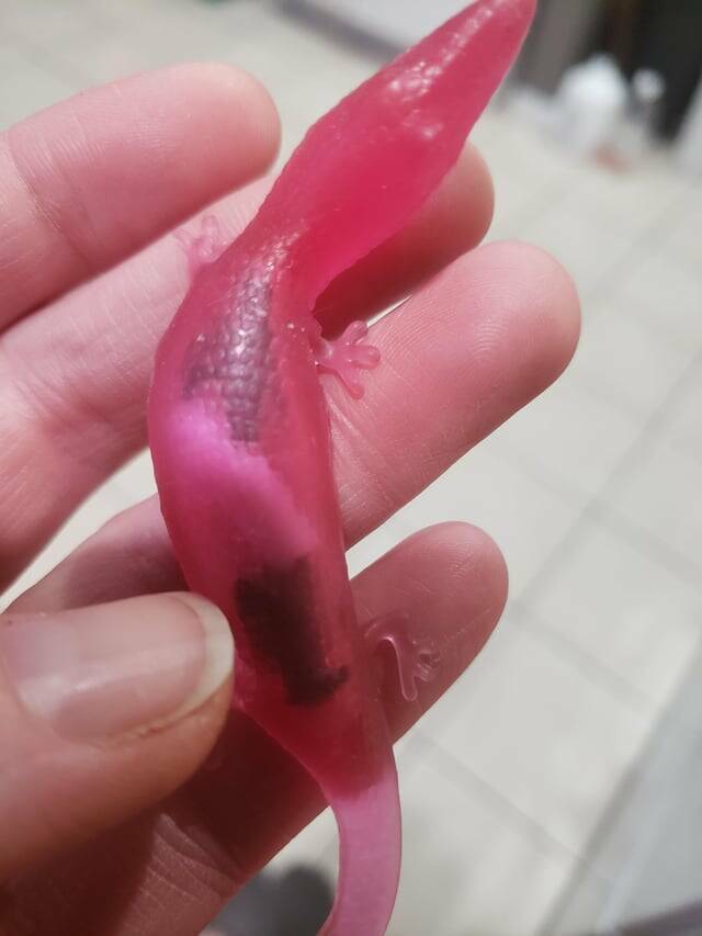 Mild Curiosities You Didn’t Know You’d Enjoy