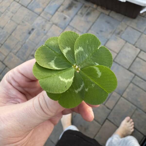 Mild Curiosities You Didn’t Know You’d Enjoy