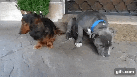 Daily Gifdump Daily Gifdump