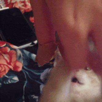 Daily Gifdump Daily Gifdump