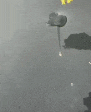 Daily Gifdump Daily Gifdump