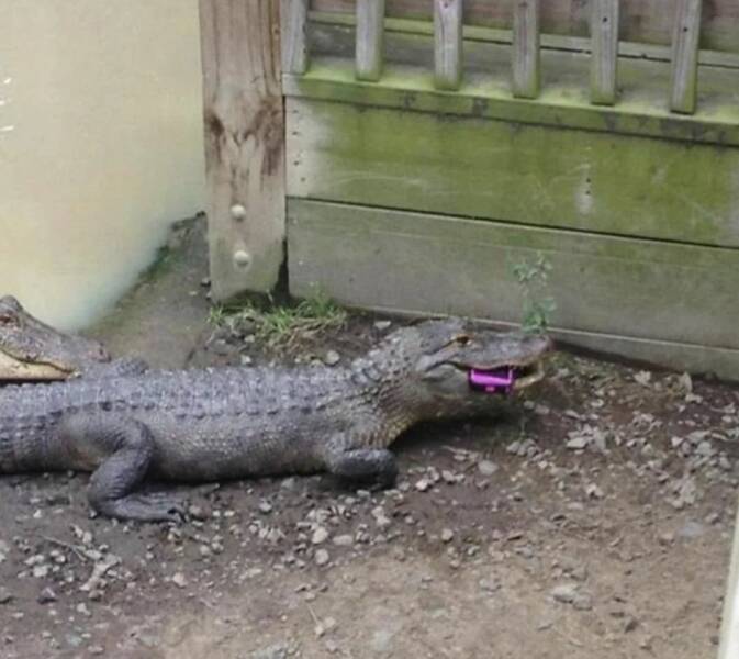 Daily Picdump [WEEKEND EDITION]