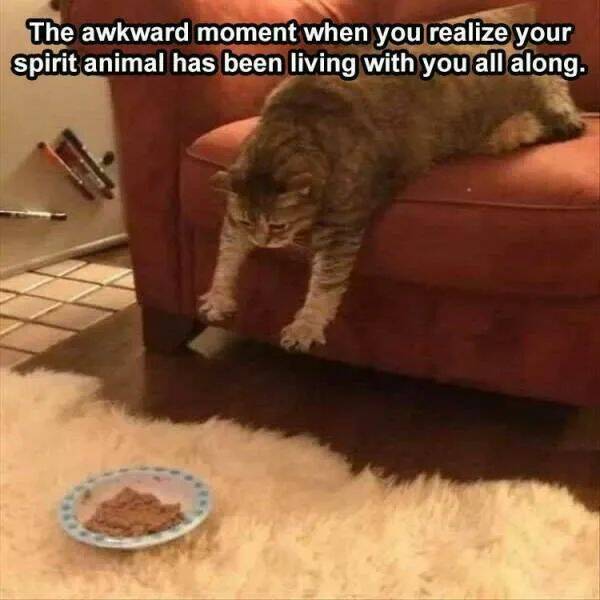 Purrfectly Hilarious Cat Memes And Photos