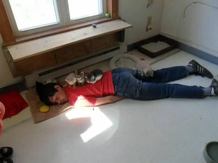 Purrfectly Hilarious Cat Memes And Photos