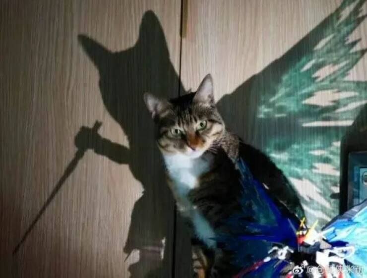 Purrfectly Hilarious Cat Memes And Photos