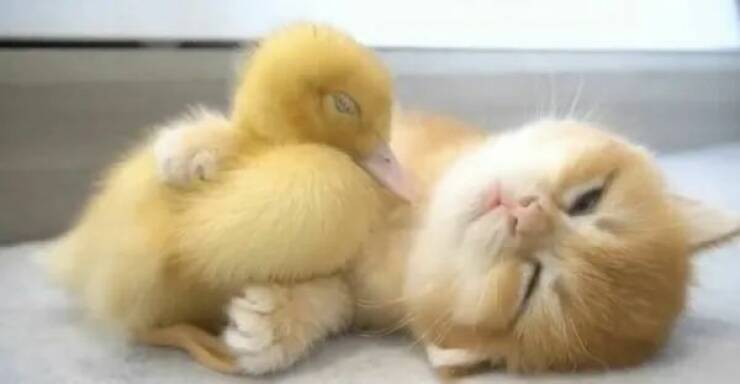 Purrfectly Hilarious Cat Memes And Photos