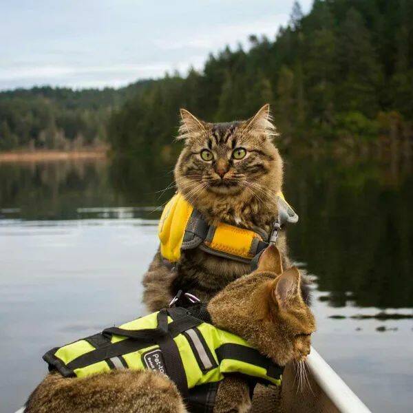 Purrfectly Hilarious Cat Memes And Photos