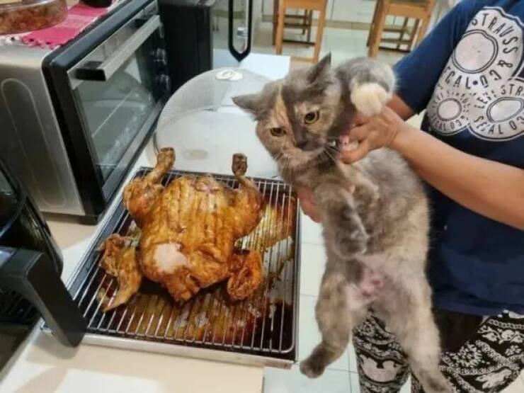 Purrfectly Hilarious Cat Memes And Photos