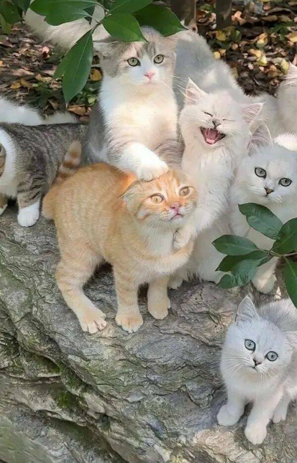 Purrfectly Hilarious Cat Memes And Photos