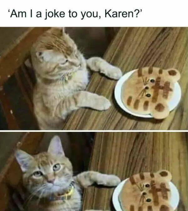 Purrfectly Hilarious Cat Memes And Photos