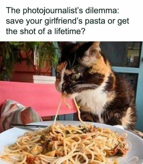 Purrfectly Hilarious Cat Memes And Photos