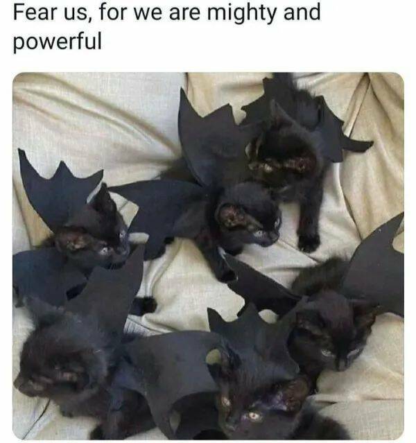 Purrfectly Hilarious Cat Memes And Photos