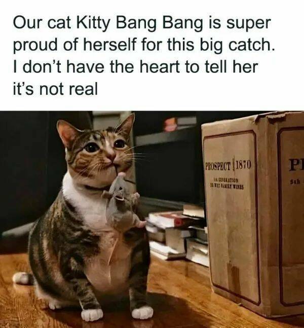 Purrfectly Hilarious Cat Memes And Photos