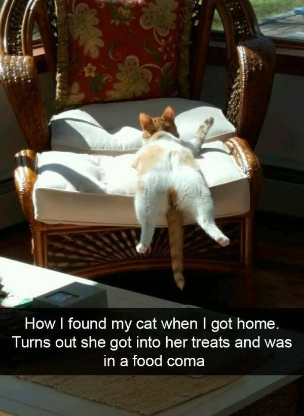 Purrfectly Hilarious Cat Memes And Photos