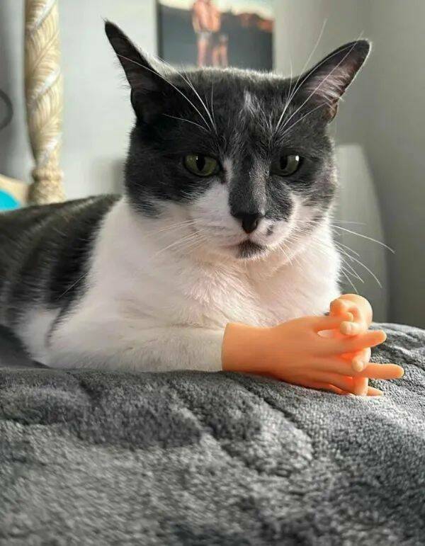 Purrfectly Hilarious Cat Memes And Photos