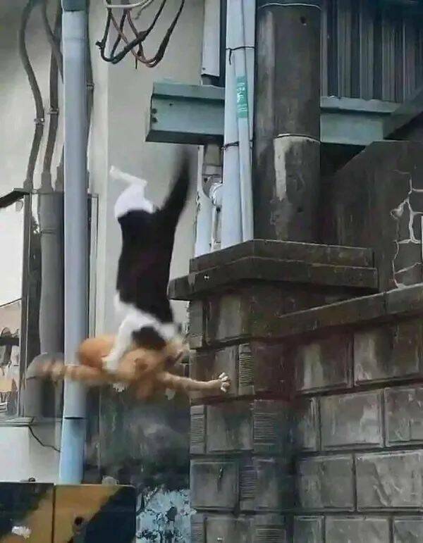 Purrfectly Hilarious Cat Memes And Photos