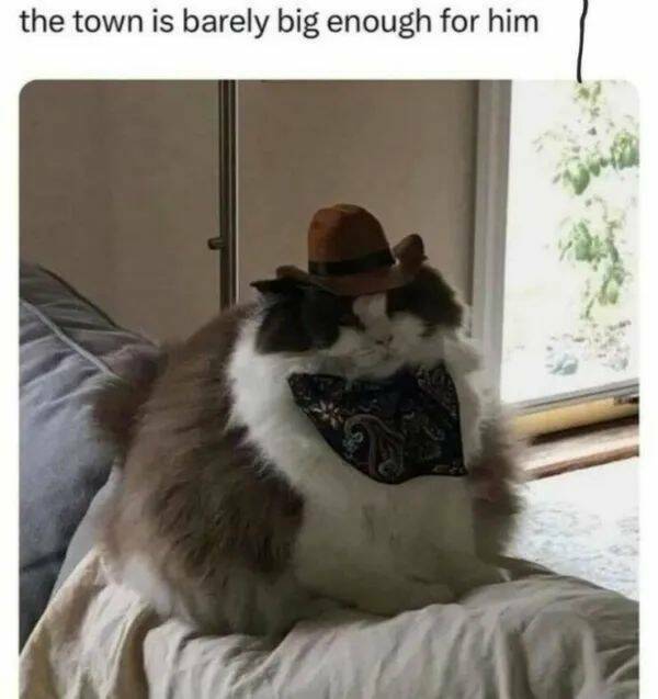 Purrfectly Hilarious Cat Memes And Photos