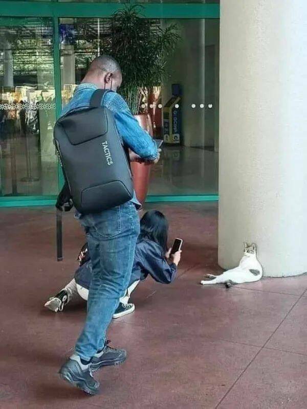 Purrfectly Hilarious Cat Memes And Photos