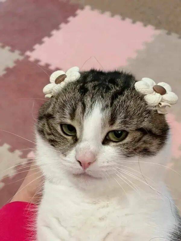 Purrfectly Hilarious Cat Memes And Photos