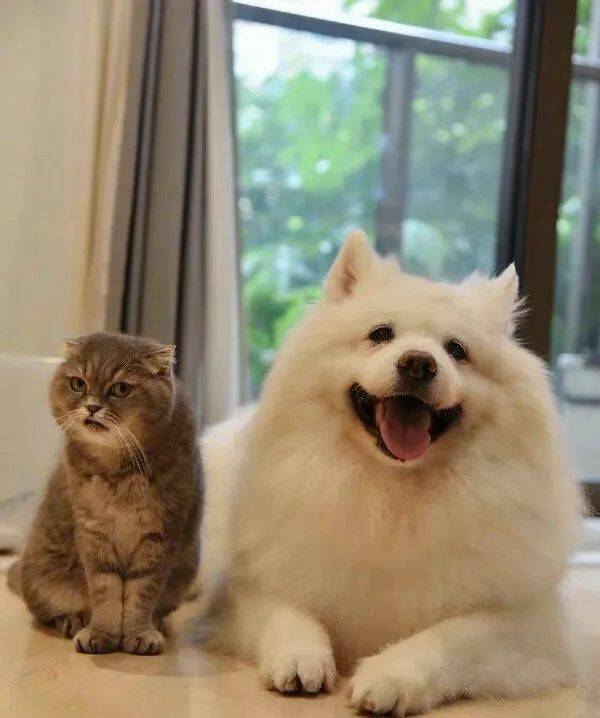 Purrfectly Hilarious Cat Memes And Photos