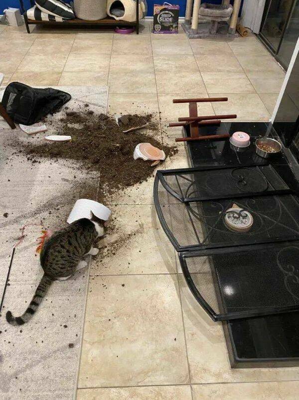 Purrfectly Hilarious Cat Memes And Photos