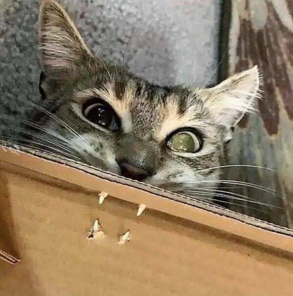 Purrfectly Hilarious Cat Memes And Photos