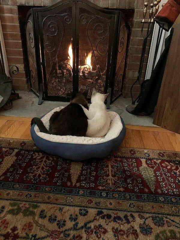 Purrfectly Hilarious Cat Memes And Photos