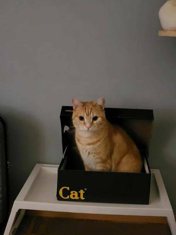 Purrfectly Hilarious Cat Memes And Photos