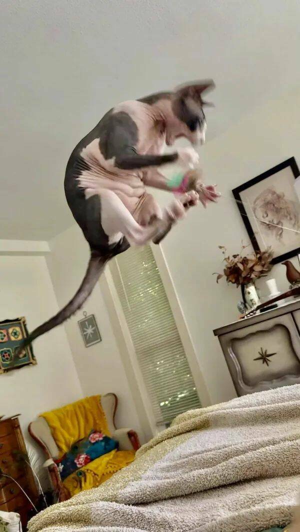 Purrfectly Hilarious Cat Memes And Photos