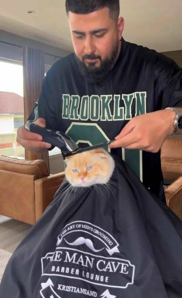 Purrfectly Hilarious Cat Memes And Photos