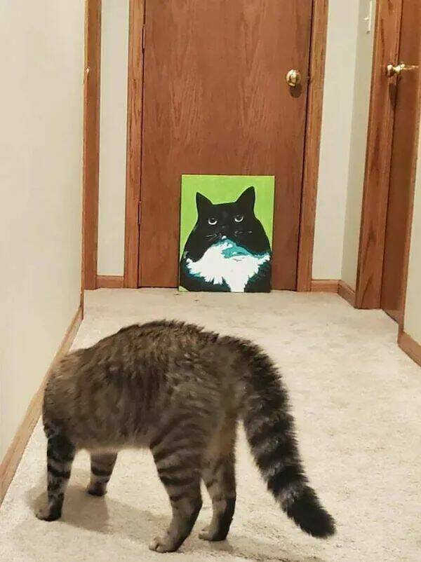 Purrfectly Hilarious Cat Memes And Photos