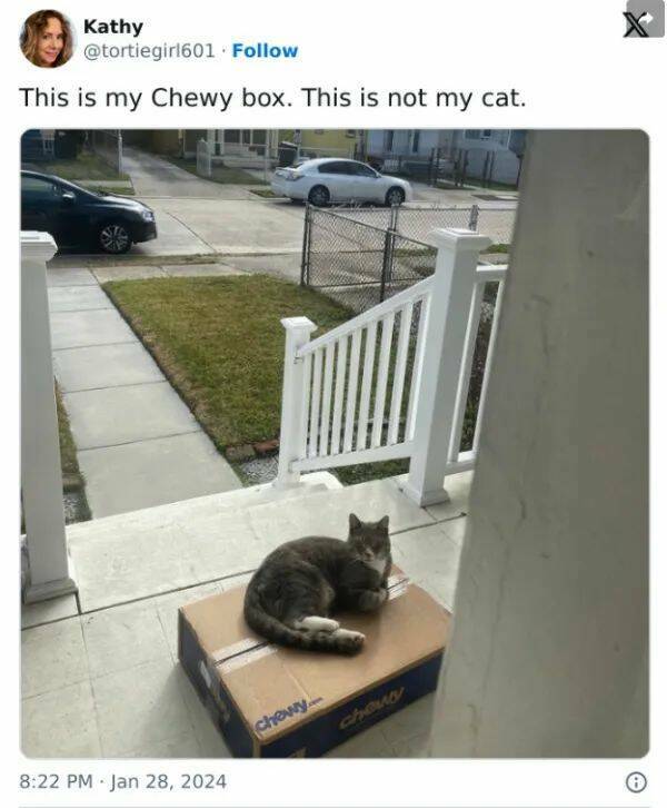 Purrfectly Hilarious Cat Memes And Photos