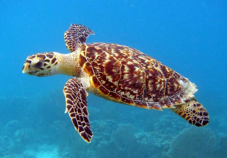 Mysterious Ocean Moments That Shocked Everyone
