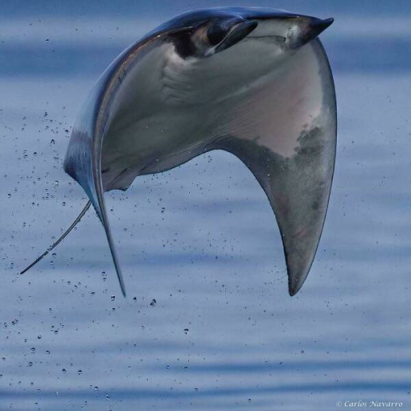Mysterious Ocean Moments That Shocked Everyone