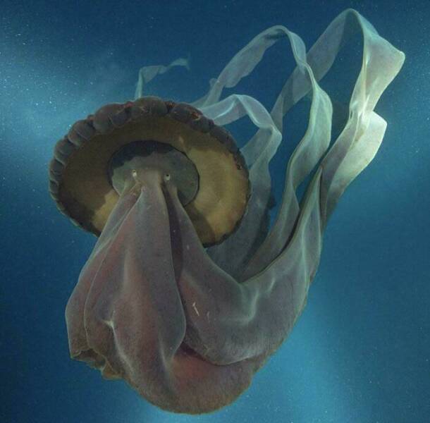 Mysterious Ocean Moments That Shocked Everyone